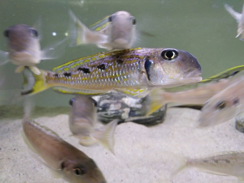 Xenotilapia singularis 'Kerenge Island'